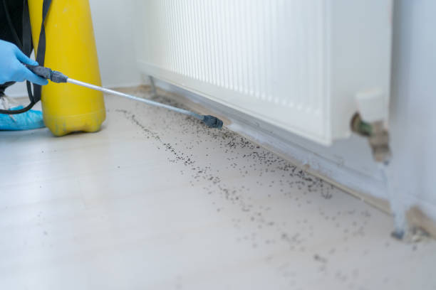 Best Ant Control Services  in Colesville, MD